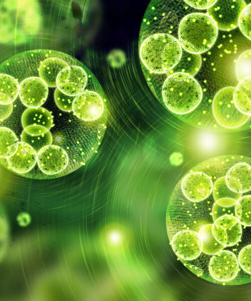 green algae cells