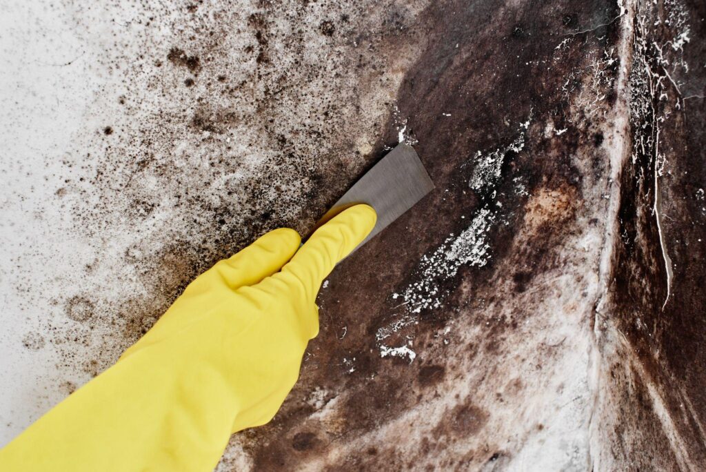 Disinfection of the fungus. a hand in a yellow glove removes the black mold from the wall